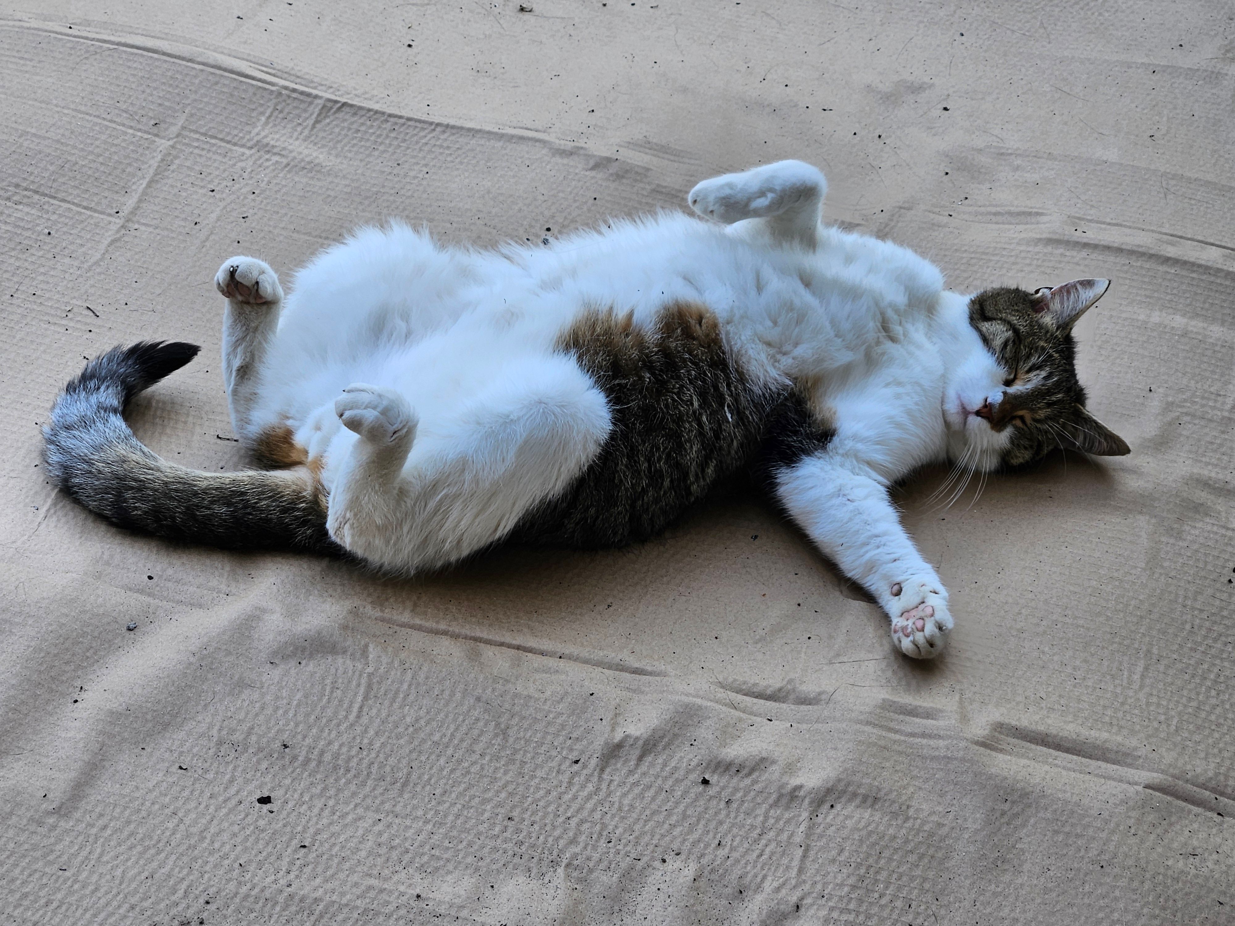 Katze